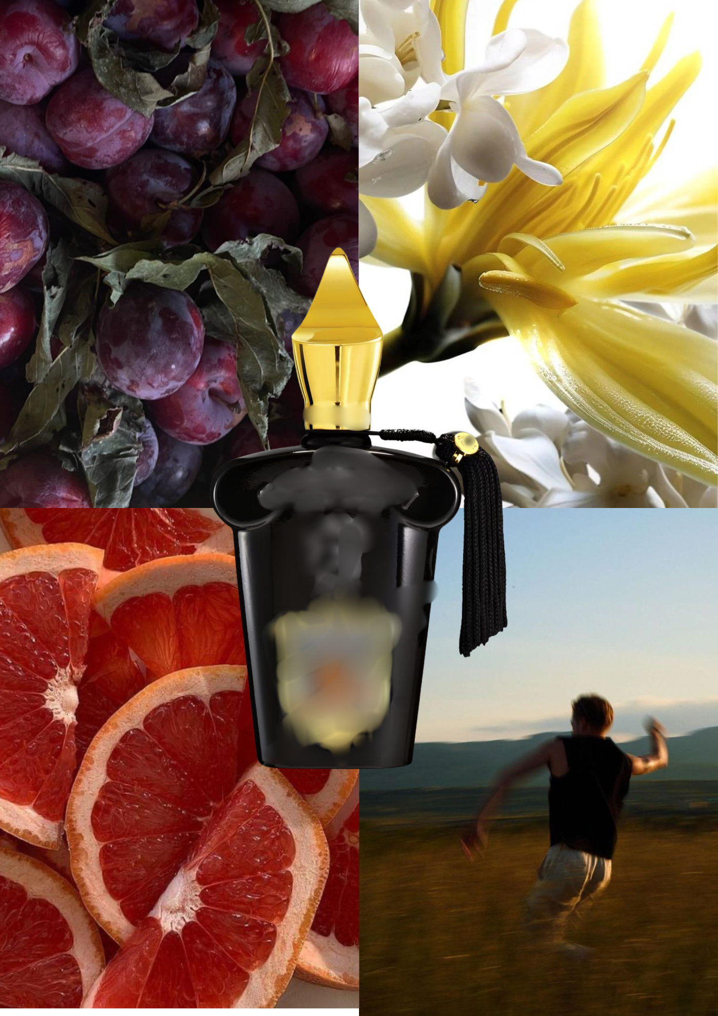 Trendnich - 200 ( Regio )